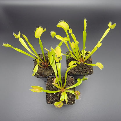 Venus Flytrap 'B52 x DC-XL' – Live Carnivorous Plant – Venus flytrap