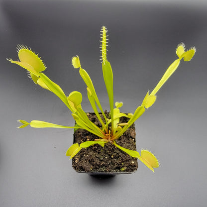 Venus Flytrap 'B52 x DC-XL' – Live Carnivorous Plant – Venus flytrap