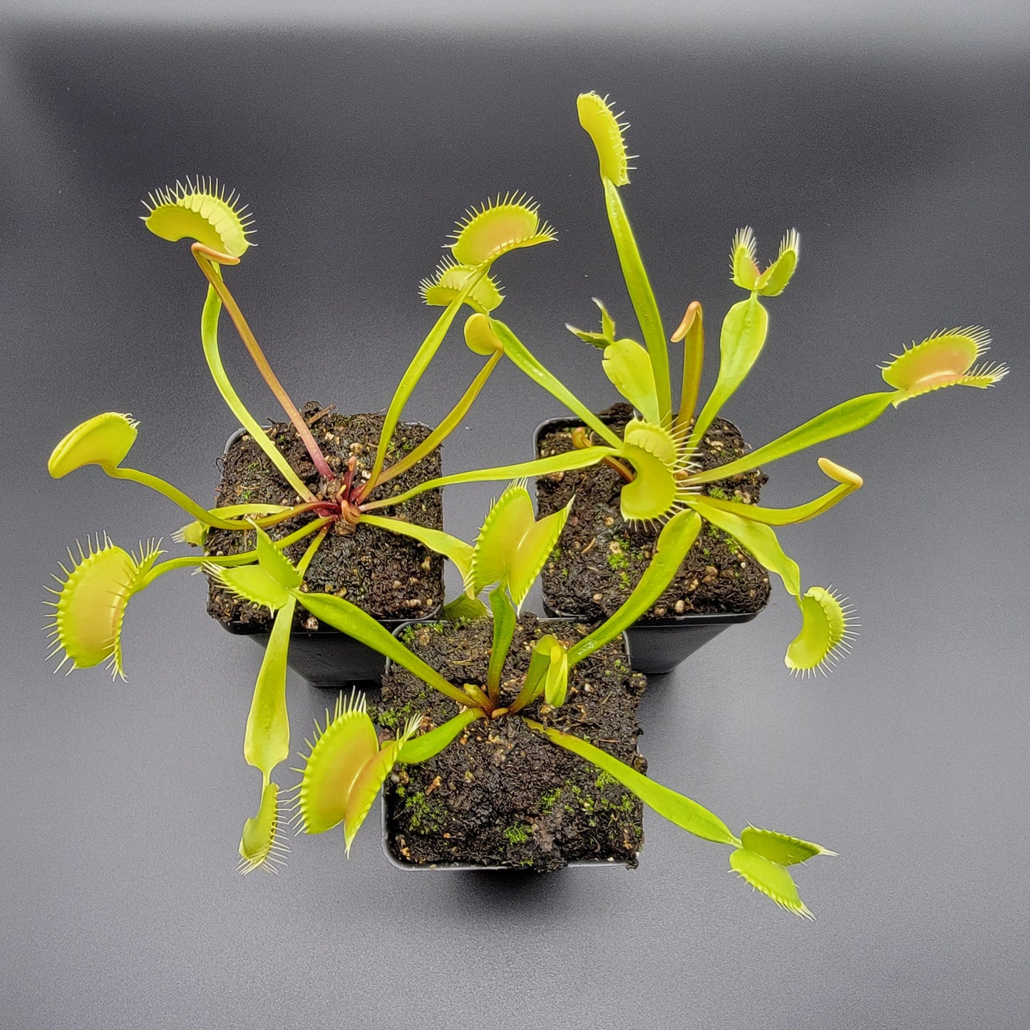 Venus Flytrap 'B52 x Ginormous' – Live Carnivorous Plant – Venus flytrap