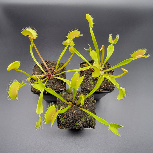 Venus Flytrap 'B52 x Ginormous' – Live Carnivorous Plant – Venus flytrap