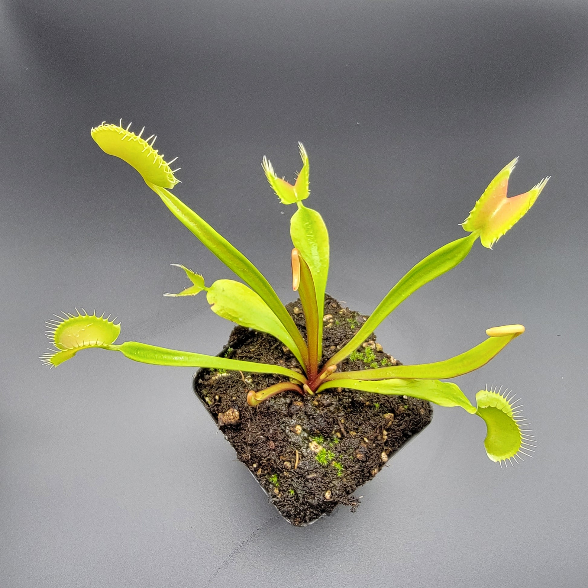 Venus Flytrap 'B52 x Ginormous' – Live Carnivorous Plant – Venus flytrap