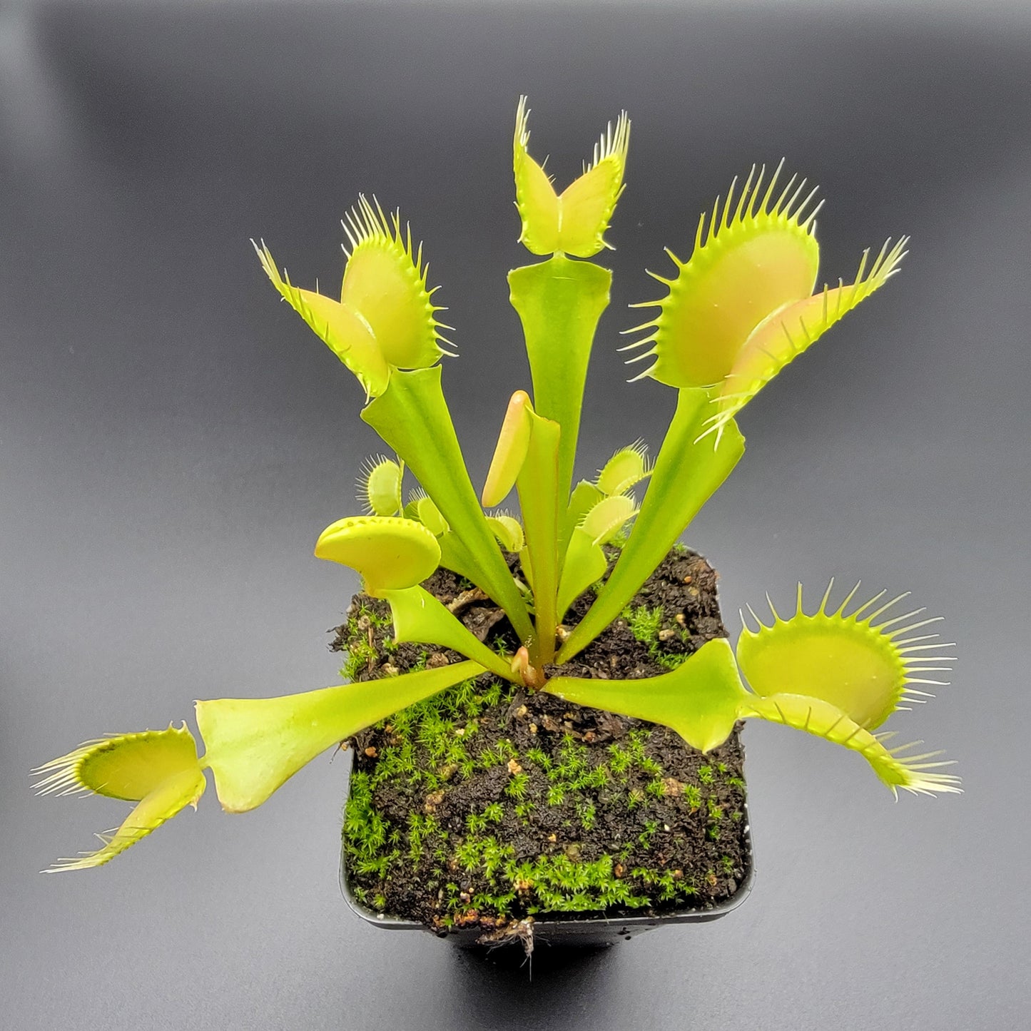 Venus Flytrap 'Big Mouth' x 'B52' – Live Carnivorous Plant – Venus flytrap