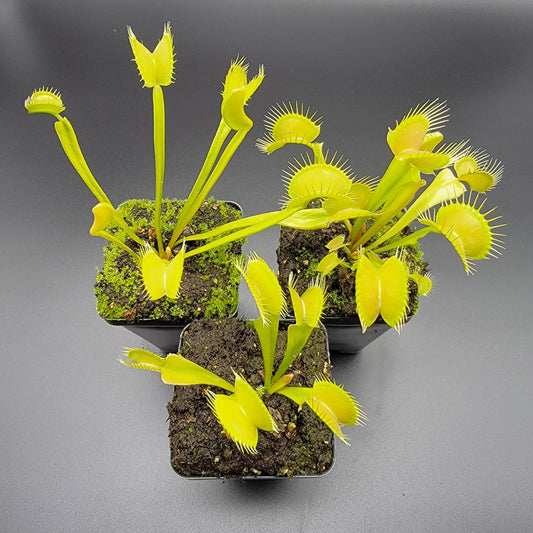 Venus Flytrap 'Big Mouth' x 'B52' – Live Carnivorous Plant – Venus flytrap