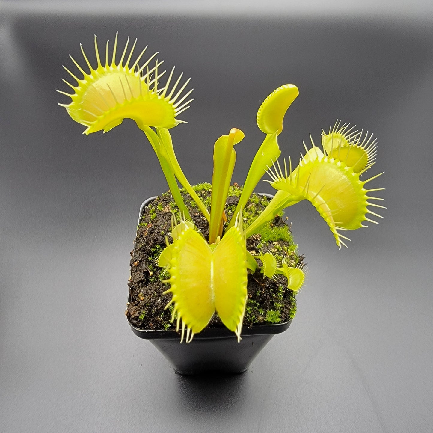 Venus Flytrap 'Big Mouth' x 'B52' – Live Carnivorous Plant – Venus flytrap