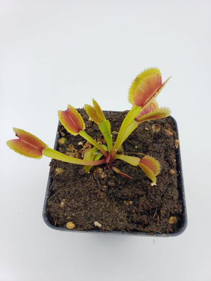 Venus Flytrap 'Brutal Shark' – Live Carnivorous Plant – Venus flytrap
