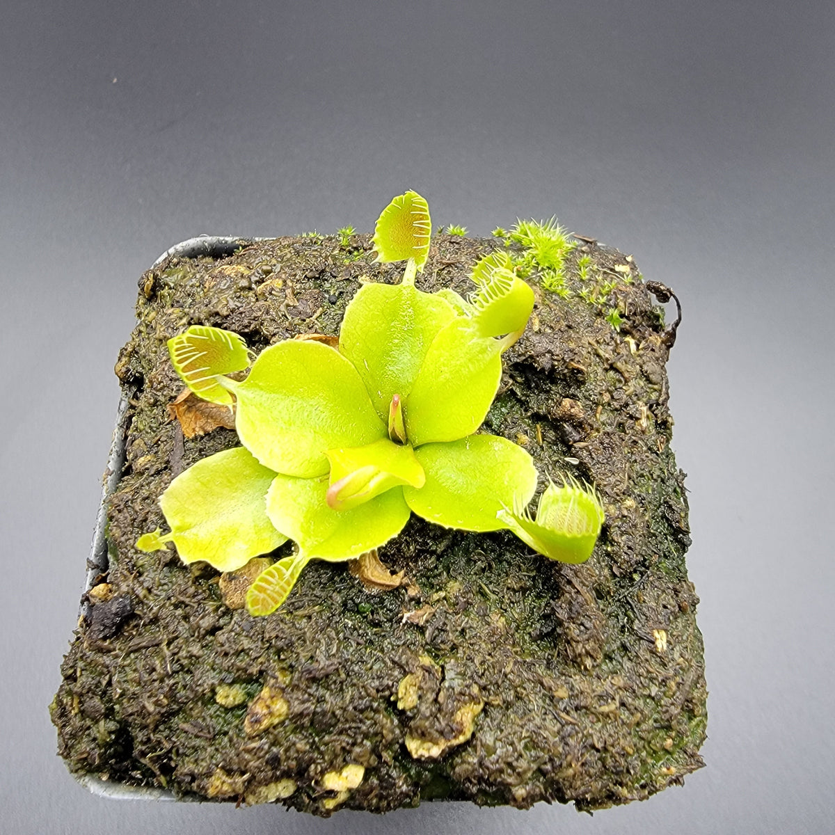 Cupped Trap Venus Flytrap – Live Carnivorous Plant – Venus flytrap