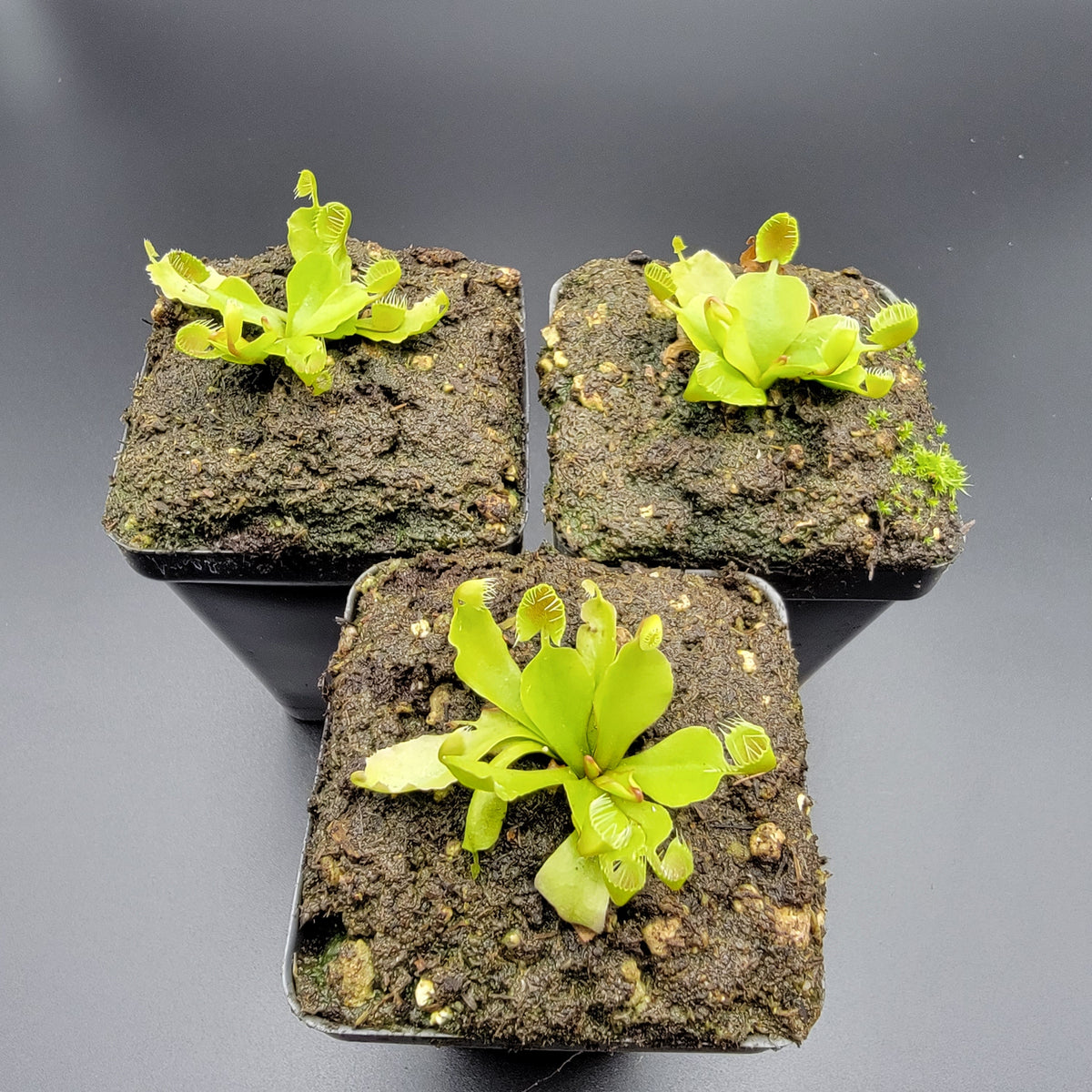 Cupped Trap Venus Flytrap – Live Carnivorous Plant – Venus flytrap
