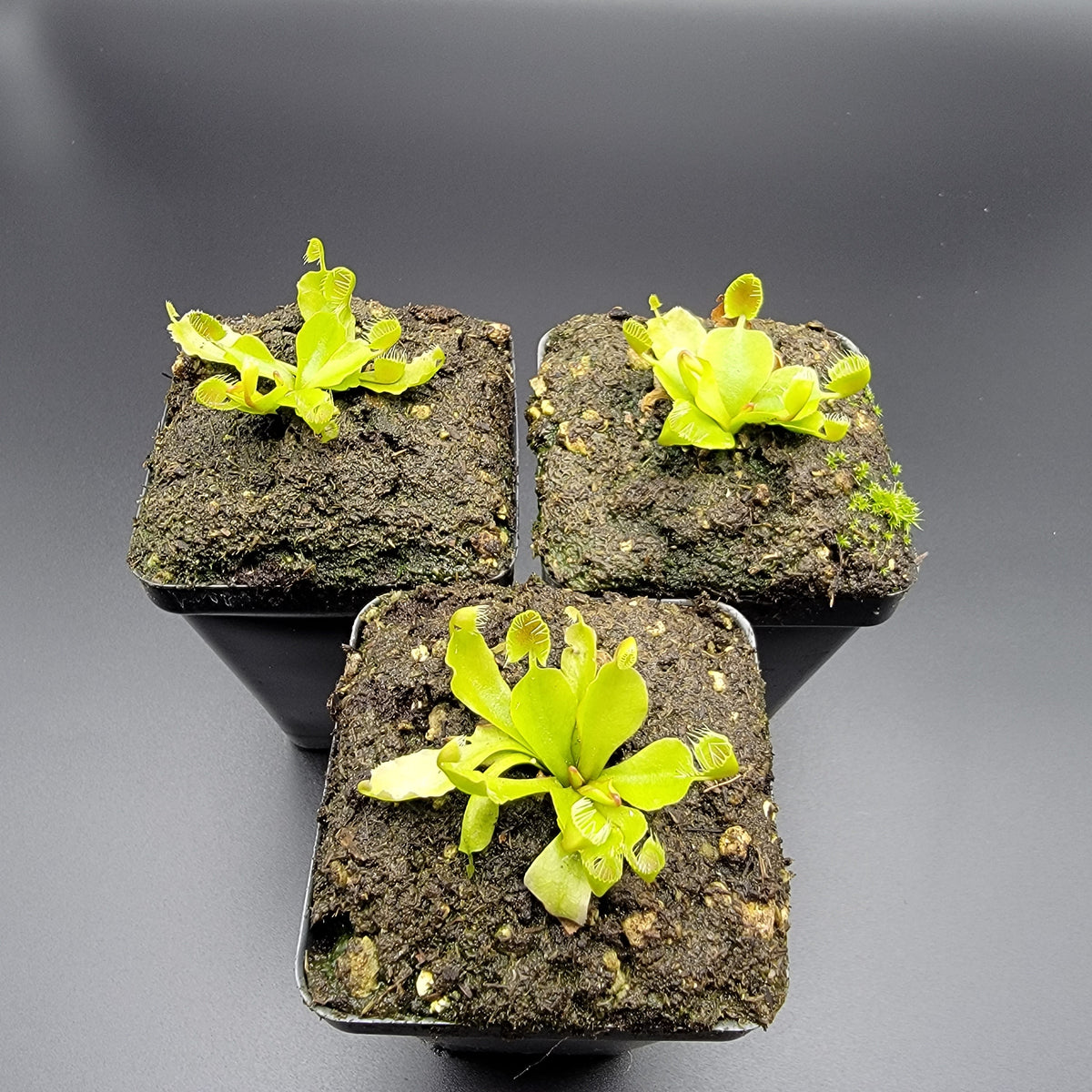 Cupped Trap Venus Flytrap – Live Carnivorous Plant – Venus flytrap