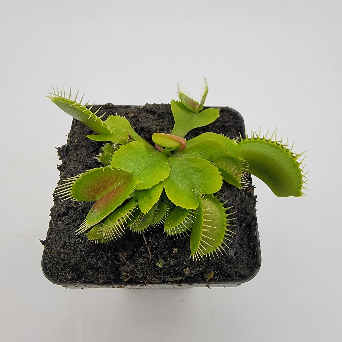DC-XL Venus Flytrap – Live Carnivorous Plant, 2.5" Pot – Venus flytrap