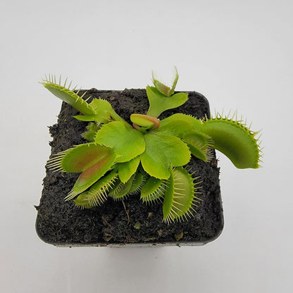 DC-XL Venus Flytrap – Live Carnivorous Plant, 2.5" Pot – Venus flytrap
