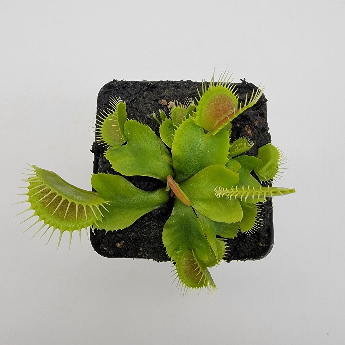 DC-XL Venus Flytrap – Live Carnivorous Plant, 2.5" Pot – Venus flytrap