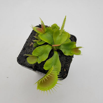 DC-XL Venus Flytrap – Live Carnivorous Plant, 2.5" Pot – Venus flytrap