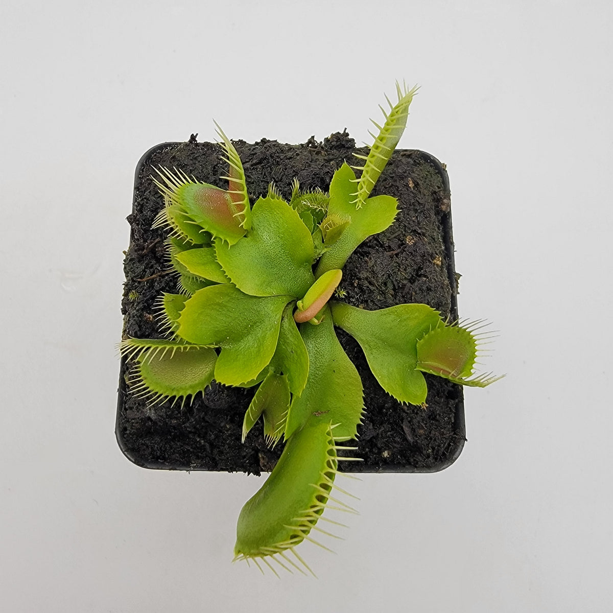 DC-XL Venus Flytrap – Live Carnivorous Plant, 2.5" Pot – Venus flytrap