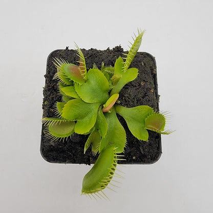 DC-XL Venus Flytrap – Live Carnivorous Plant, 2.5" Pot – Venus flytrap