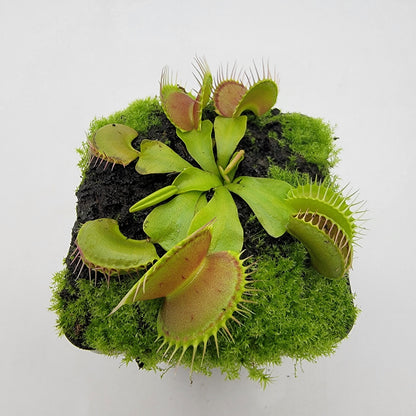 Dingley Giant Venus Flytrap – Live Carnivorous Plant – Venus flytrap