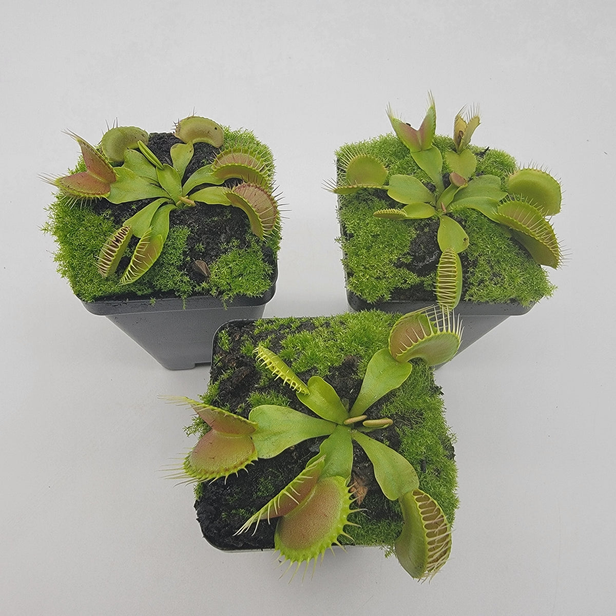 Dingley Giant Venus Flytrap – Live Carnivorous Plant – Venus flytrap