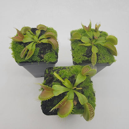 Dingley Giant Venus Flytrap – Live Carnivorous Plant – Venus flytrap