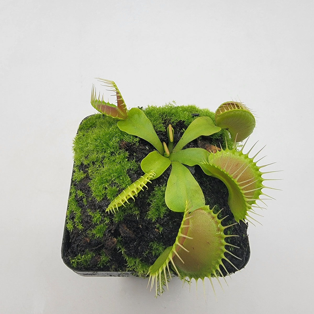 Dingley Giant Venus Flytrap – Live Carnivorous Plant – Venus flytrap