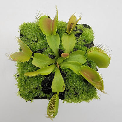 Dingley Giant Venus Flytrap – Live Carnivorous Plant – Venus flytrap