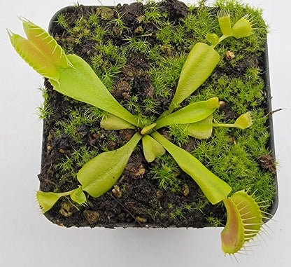 Venus flytrap (Dionaea muscipula) 'Double Trouble'