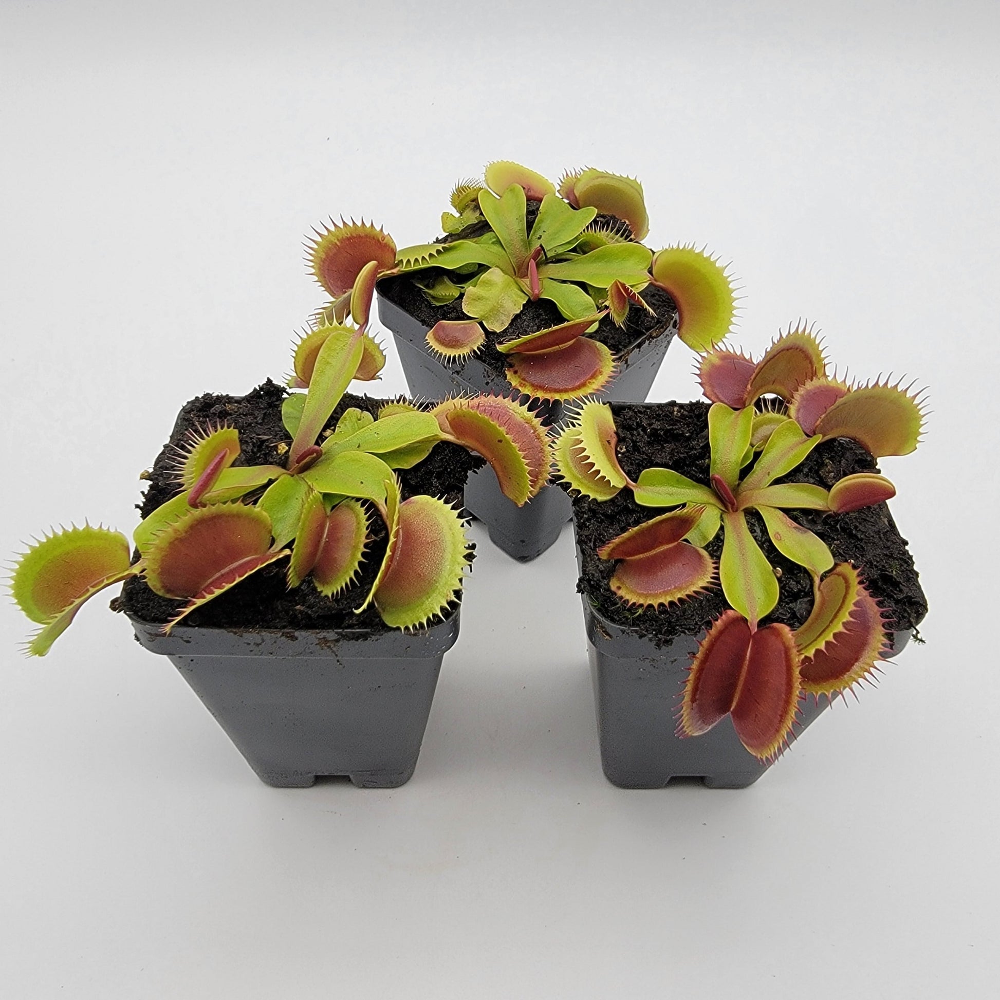 Venus Flytrap 'FTS Flaming Lips' – Live Carnivorous Plant – Venus flytrap
