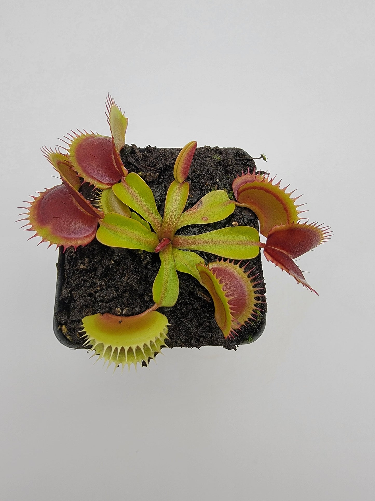 Venus Flytrap 'FTS Flaming Lips' – Live Carnivorous Plant – Venus flytrap