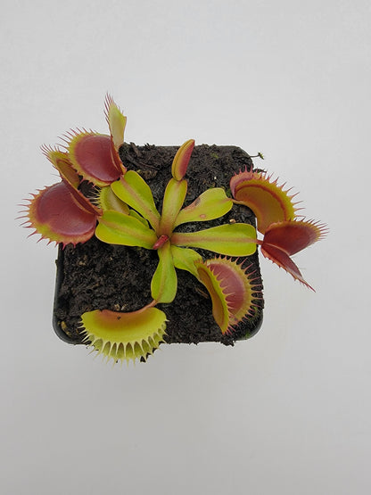 Venus Flytrap 'FTS Flaming Lips' – Live Carnivorous Plant – Venus flytrap