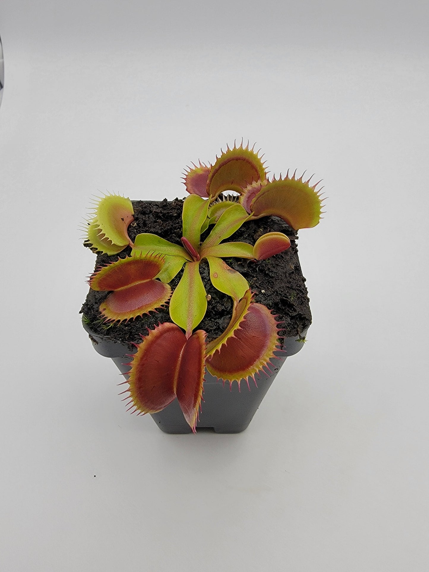 Venus Flytrap 'FTS Flaming Lips' – Live Carnivorous Plant – Venus flytrap