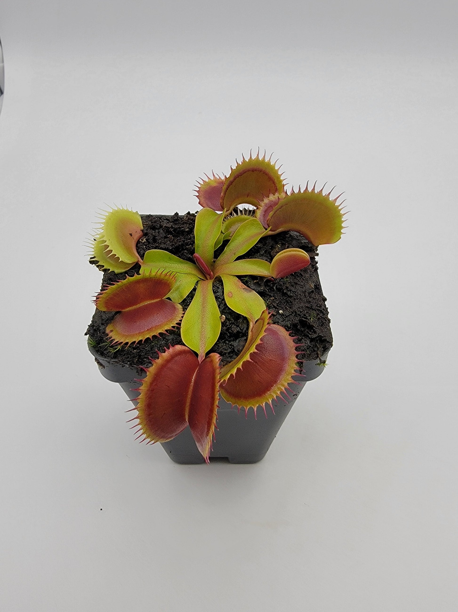 Venus Flytrap 'FTS Flaming Lips' – Live Carnivorous Plant – Venus flytrap