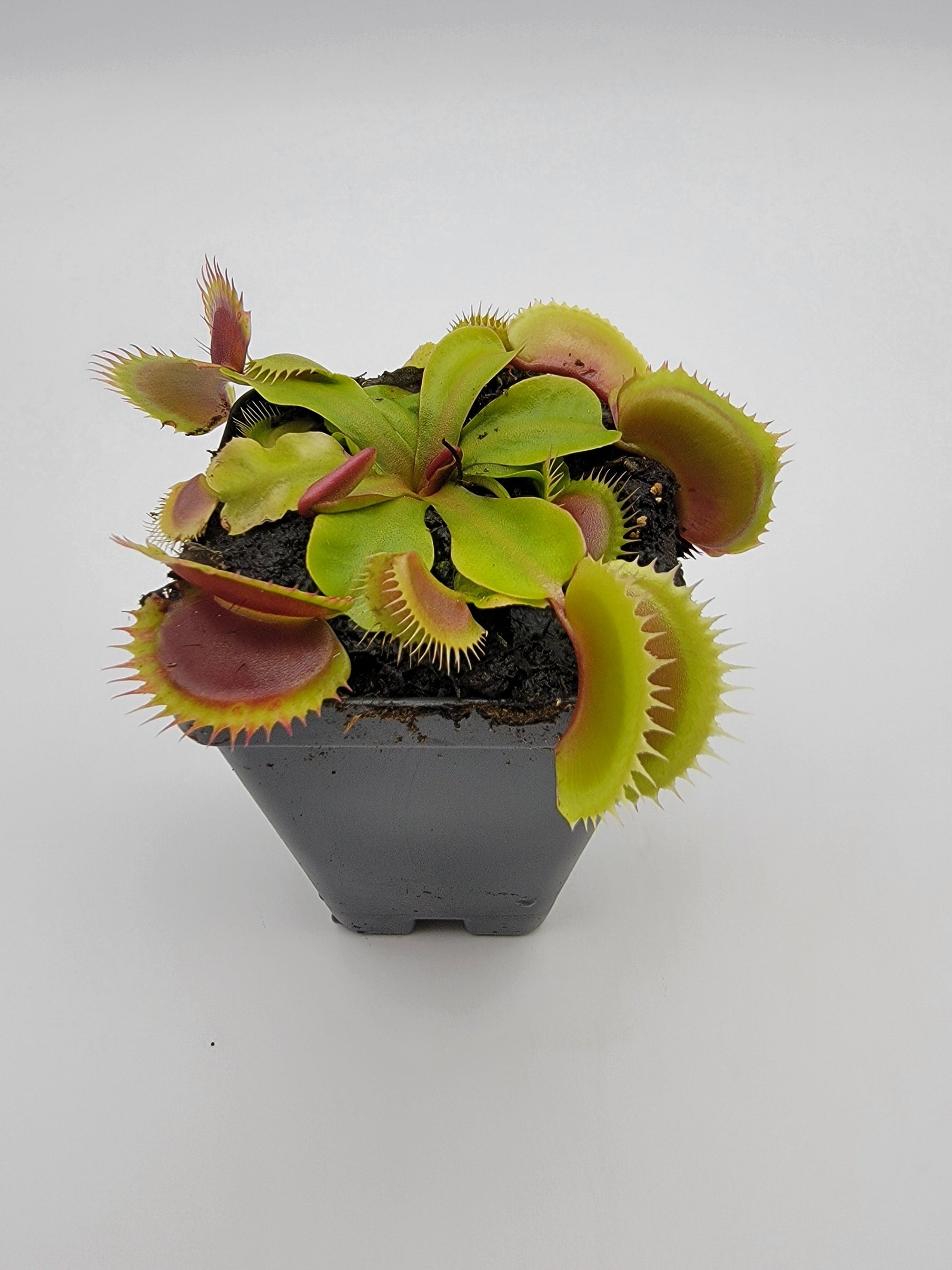 Venus Flytrap 'FTS Flaming Lips' – Live Carnivorous Plant – Venus flytrap