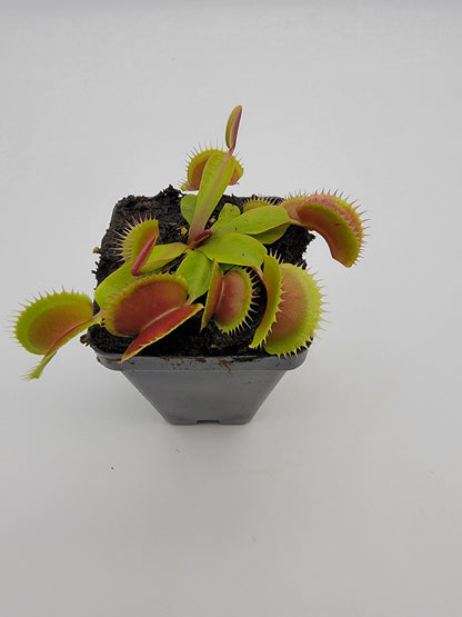 Venus Flytrap 'FTS Flaming Lips' – Live Carnivorous Plant – Venus flytrap