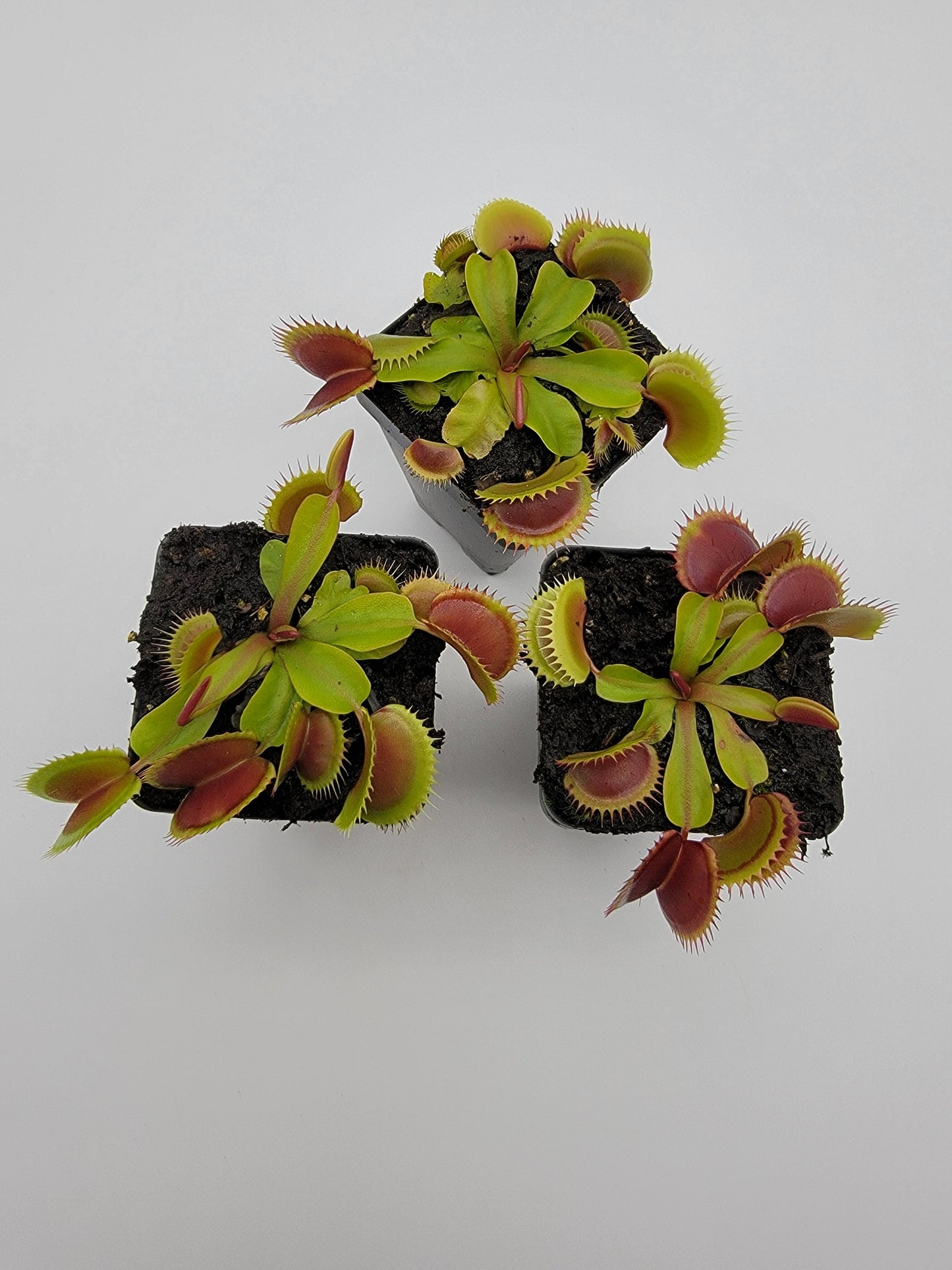 Venus Flytrap 'FTS Flaming Lips' – Live Carnivorous Plant – Venus flytrap