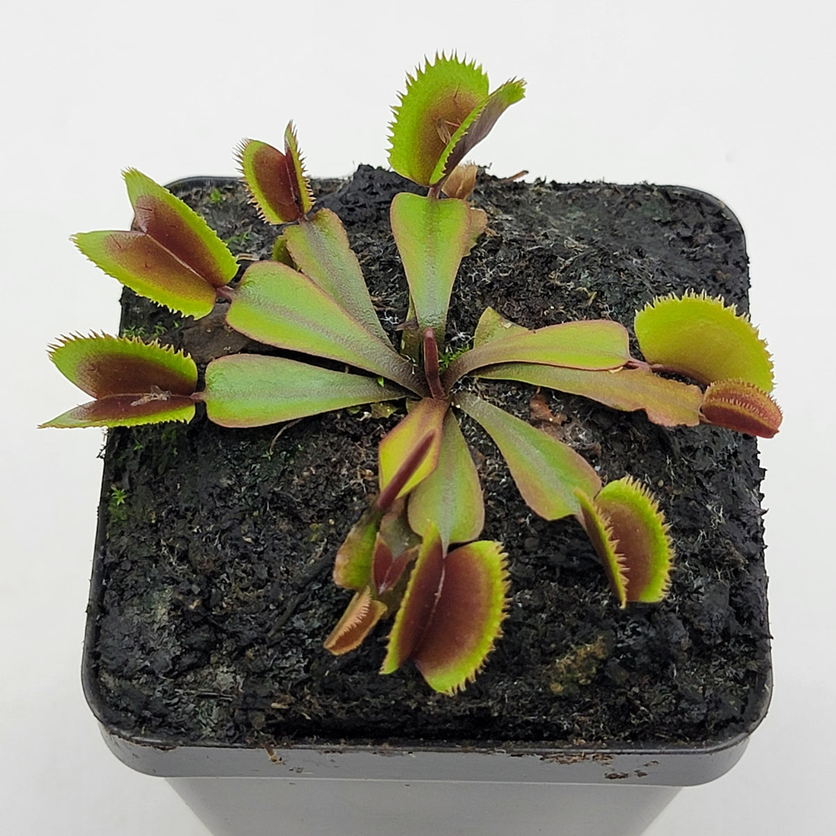 Midnight Venus Flytrap (Dionaea muscipula) – Live Carnivorous Plant – Venus flytrap