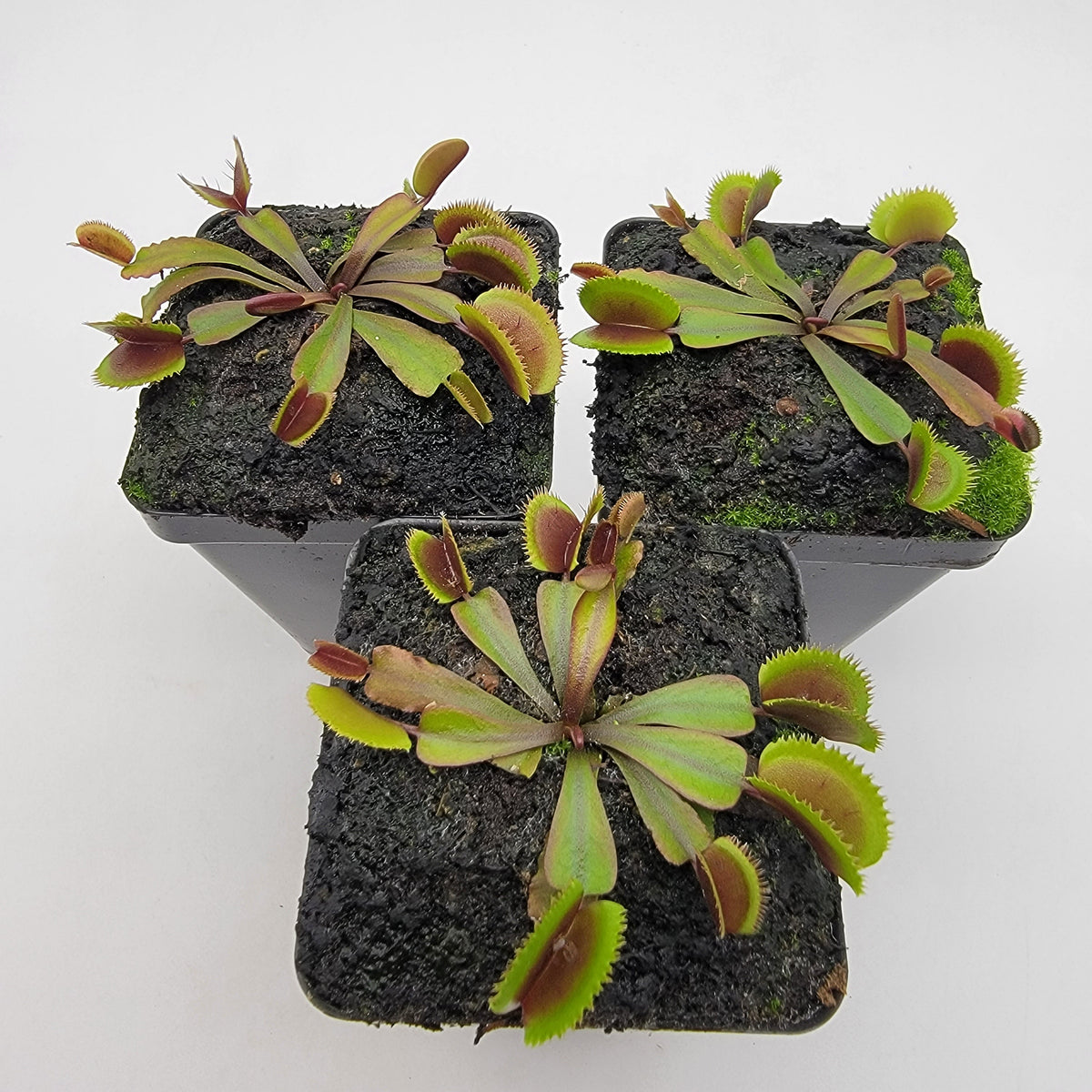 Midnight Venus Flytrap (Dionaea muscipula) – Live Carnivorous Plant – Venus flytrap
