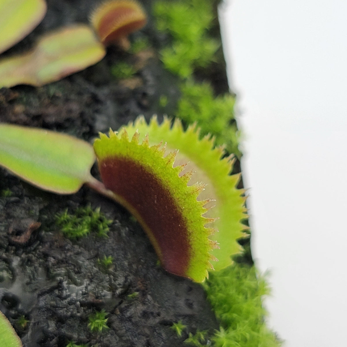 Midnight Venus Flytrap (Dionaea muscipula) – Live Carnivorous Plant – Venus flytrap