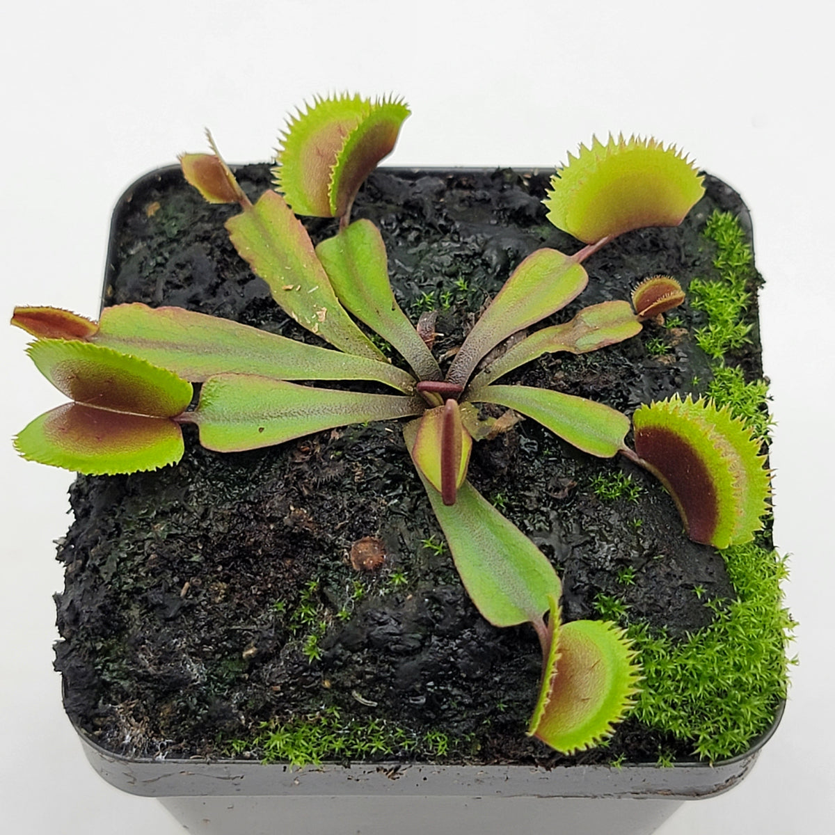 Midnight Venus Flytrap (Dionaea muscipula) – Live Carnivorous Plant – Venus flytrap