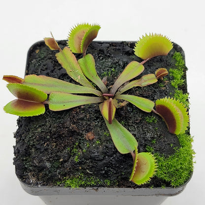 Midnight Venus Flytrap (Dionaea muscipula) – Live Carnivorous Plant – Venus flytrap