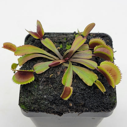 Midnight Venus Flytrap (Dionaea muscipula) – Live Carnivorous Plant – Venus flytrap