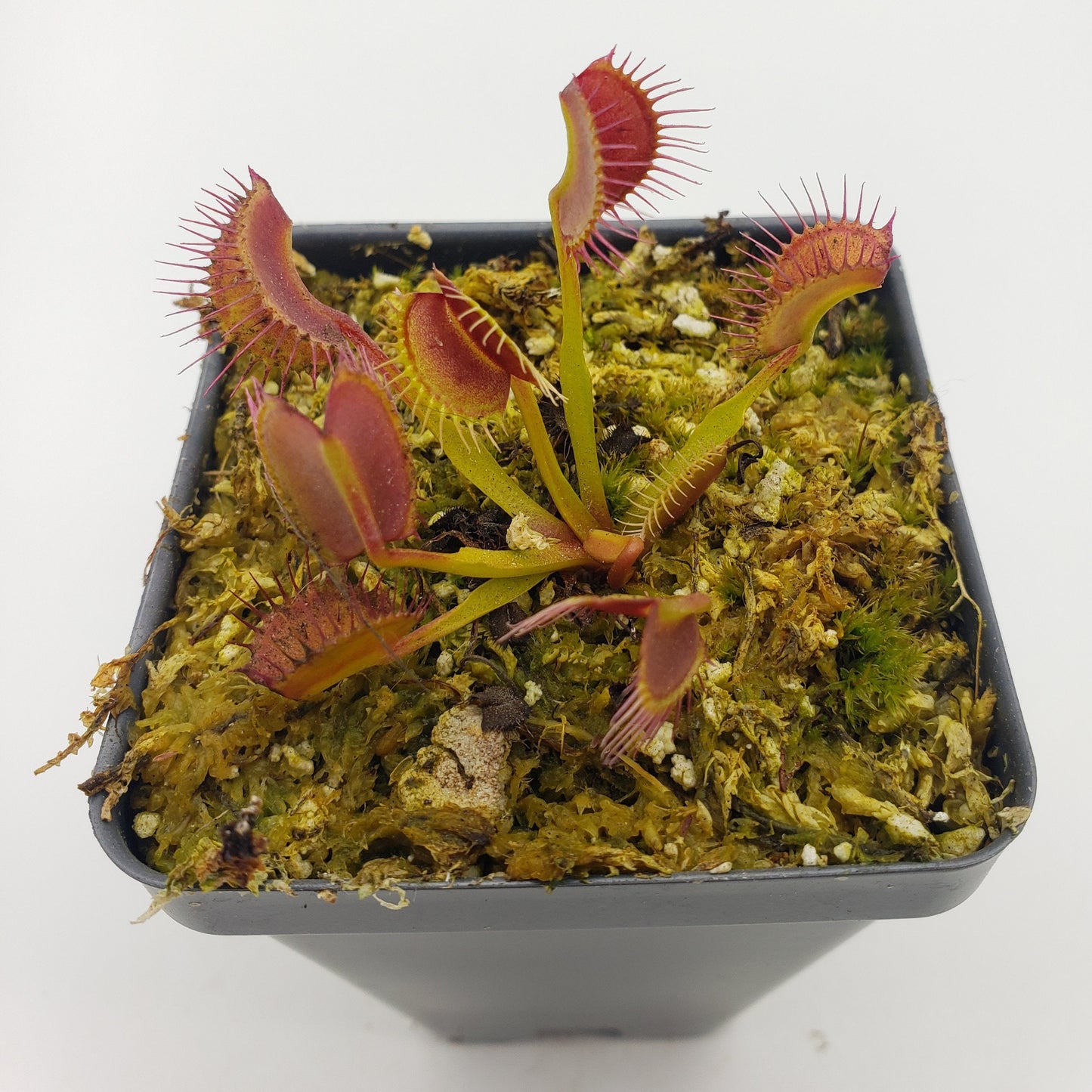 Venus Flytrap (Dionaea muscipula) 'Kayan' – Rare Carnivorous Plant Cultivar | Live Plant –