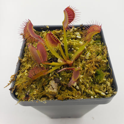 Venus Flytrap (Dionaea muscipula) 'Kayan' – Rare Carnivorous Plant Cultivar | Live Plant –