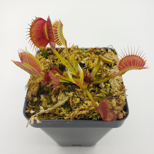 Venus Flytrap (Dionaea muscipula) 'Kayan' – Rare Carnivorous Plant Cultivar | Live Plant –
