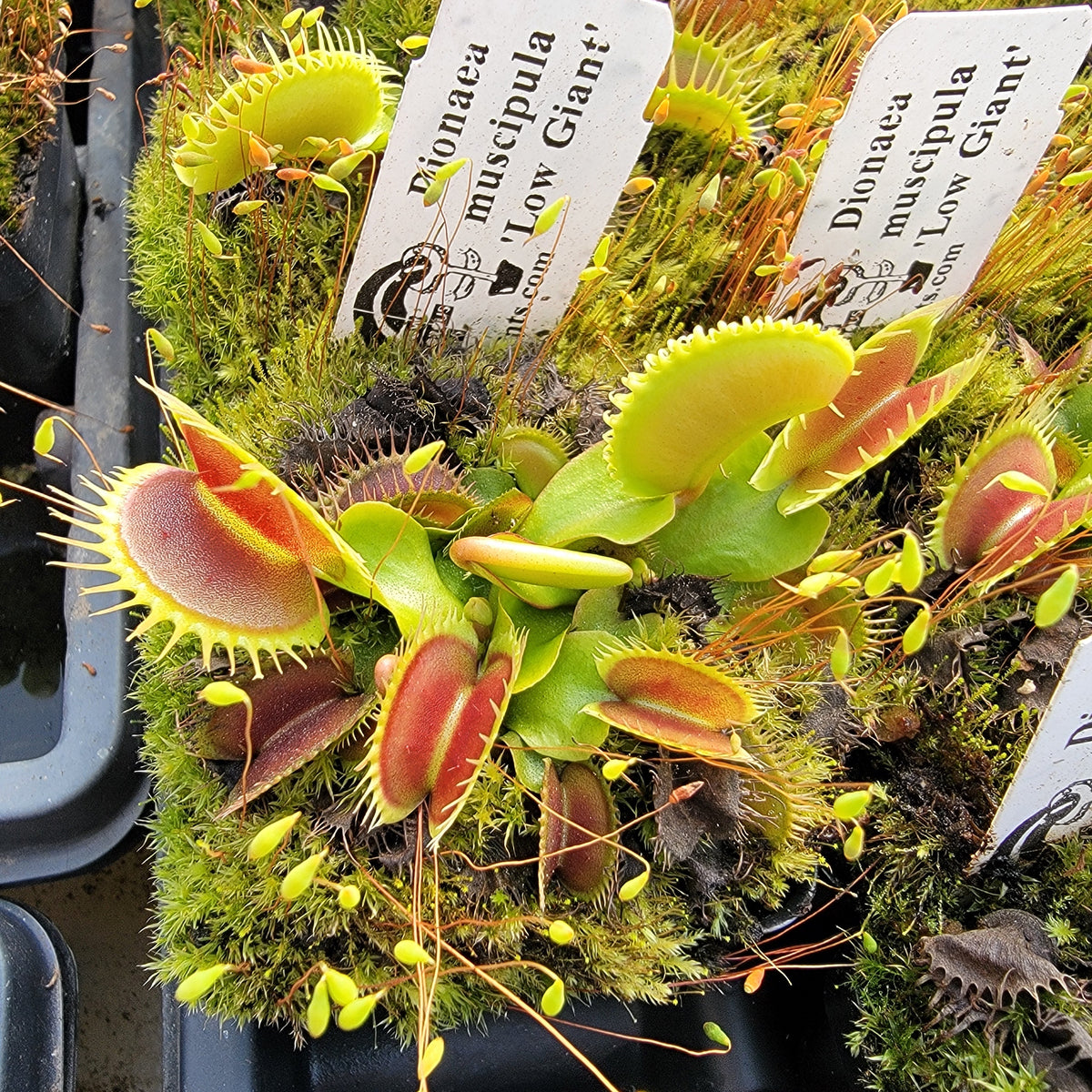 Low Giant Venus Flytrap – Live Carnivorous Plant – Venus flytrap