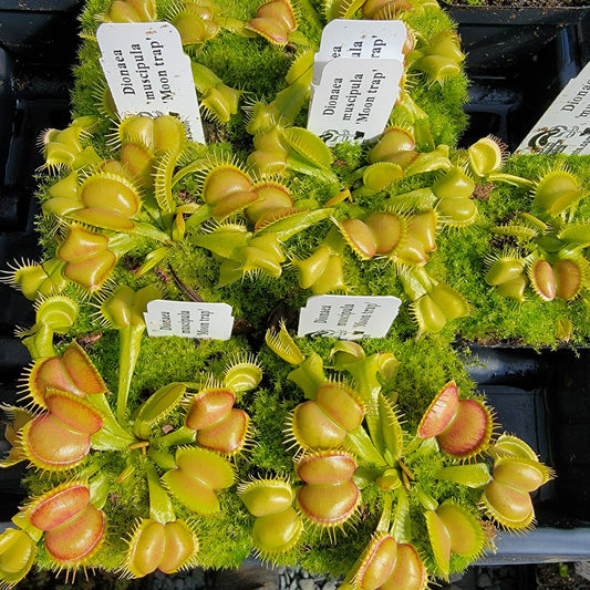 Venus Flytrap 'Moon Trap' – Live Carnivorous Plant 2–3" – Venus flytrap