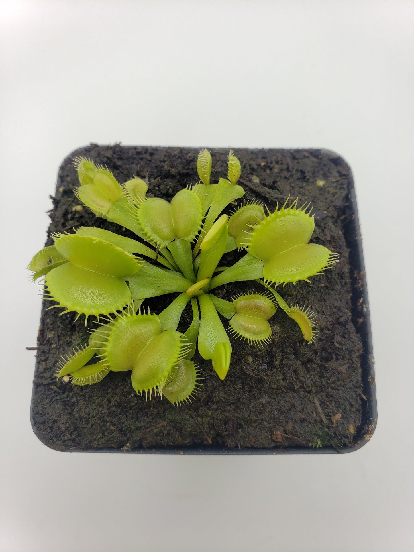 Venus Flytrap 'Moon Trap' – Live Carnivorous Plant 2–3" – Venus flytrap