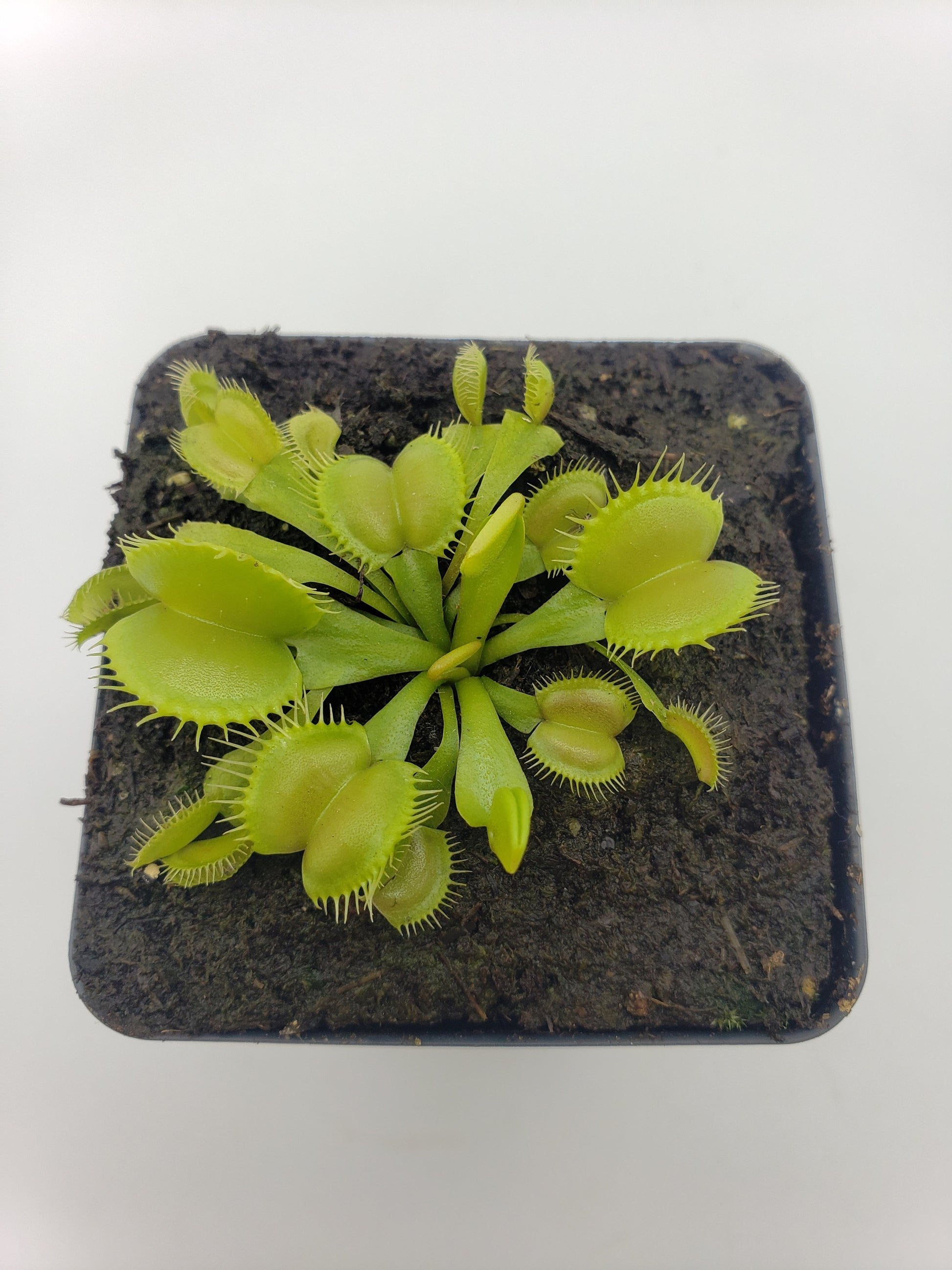 Venus Flytrap 'Moon Trap' – Live Carnivorous Plant 2–3" – Venus flytrap