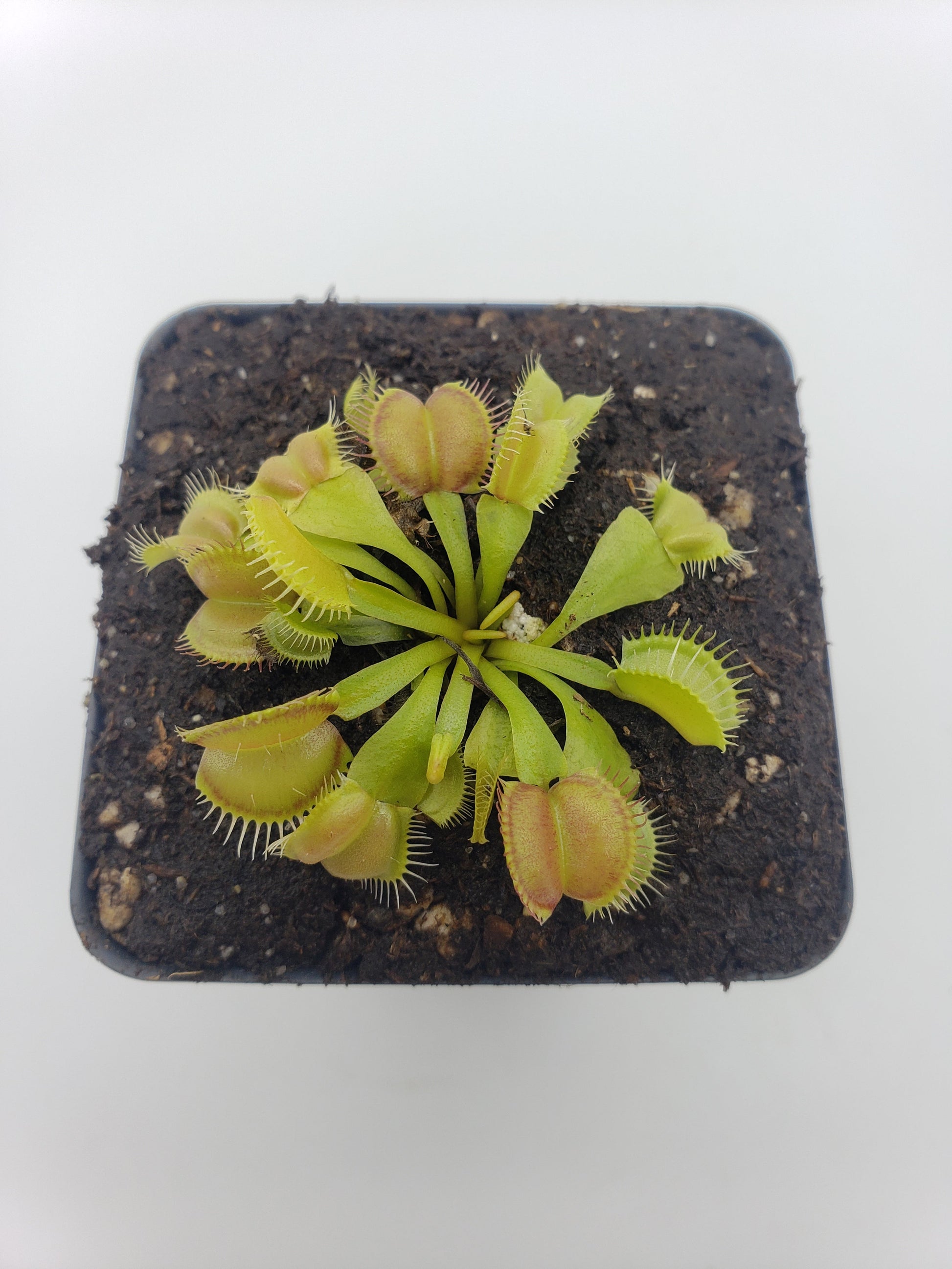 Venus Flytrap 'Moon Trap' – Live Carnivorous Plant 2–3" – Venus flytrap