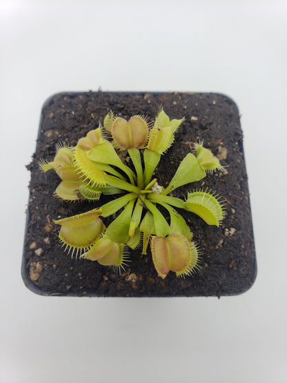 Venus Flytrap 'Moon Trap' – Live Carnivorous Plant 2–3" – Venus flytrap