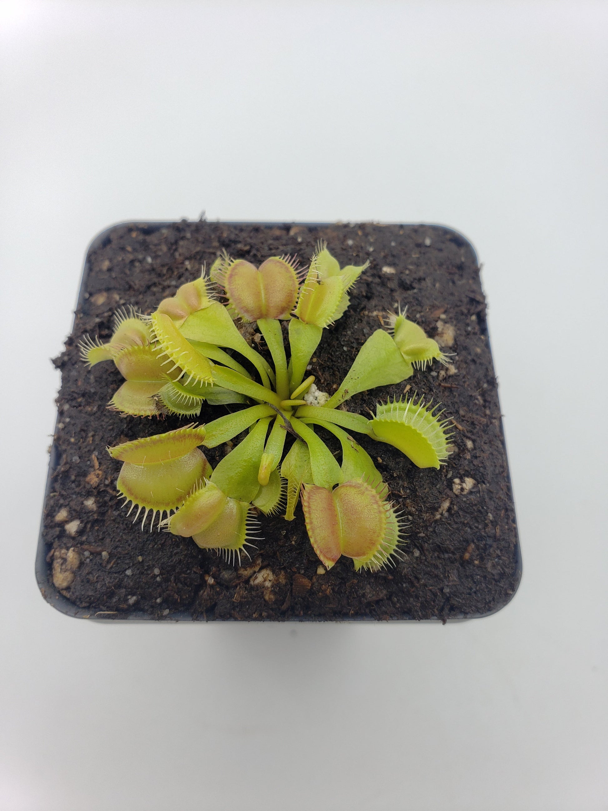Venus Flytrap 'Moon Trap' – Live Carnivorous Plant 2–3" – Venus flytrap