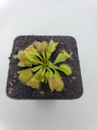 Venus Flytrap 'Moon Trap' – Live Carnivorous Plant 2–3" – Venus flytrap