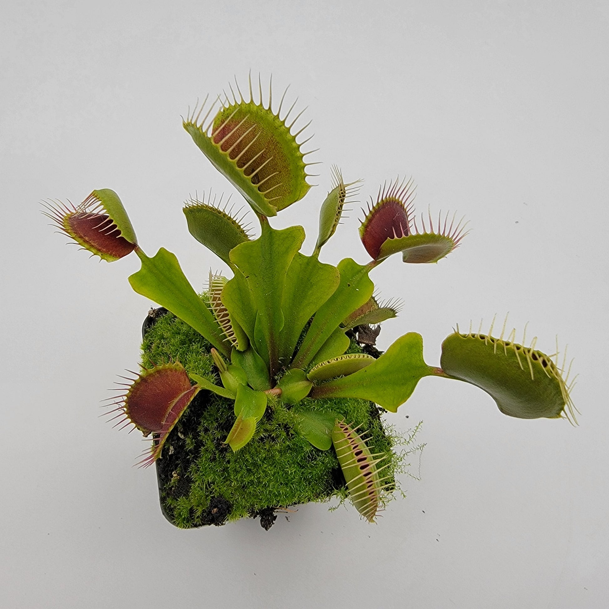 Venus Flytrap 'Pinnacle x DC-XL' – Live Carnivorous Plant – Venus flytrap